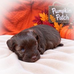 Hershey - Liver female Miniature Schnauzer puppy in Dorr, Michigan from Enchanted Paws