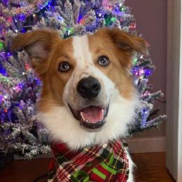 Border Collie Puppies from Lil Maine Border Collies
