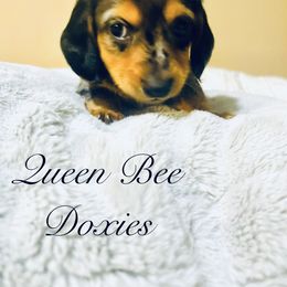 Dachshund Puppies from Queen Bee Doxies