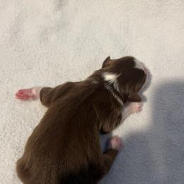 Whopper - Red tri-color male Australian Shepherd puppy in Mcmillan, Michigan from Hall-N-Auss Australian shepherds