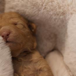 Siena - Apricot female Goldendoodle puppy in Forney, Texas from Diamond Doodle Pups and Poodles