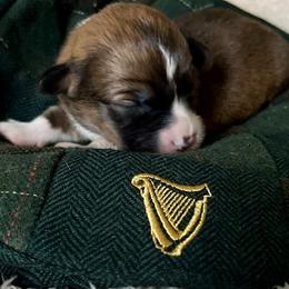 Pembroke Welsh Corgi Puppies from Potato Patch