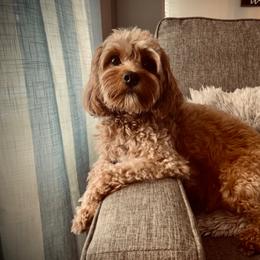 Honey - Cavapoo