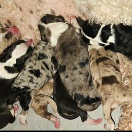 Solar 2 - Black and white male Aussiedoodle puppy in Redding, California from House Merrills Minis and Doodles