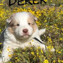 Derek - Red merle male Border Collie puppy in Sanger, California from Flying M Cactus Ranch Buddies