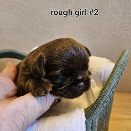 Winky - Brown female Brussels Griffon puppy in Lewiston, Idaho from Rose's Brussels Griffons