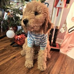 Brian O'Connor - Red  male Goldendoodle puppy in Trinity, North Carolina from Gallimore Doodles