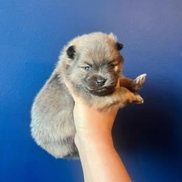 Silver boy - Tri-colored male Pomeranian puppy in Hernando, Mississippi from The Pom Squad