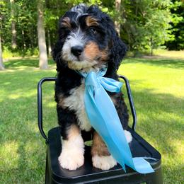 Admiral - Tri-color male Bernedoodle puppy in St Joe, Indiana from Pawsh Bernedoodles