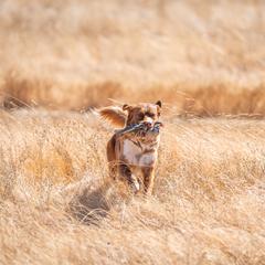 Nova Scotia Duck Tolling Retriever Puppies from Temperis Tollers