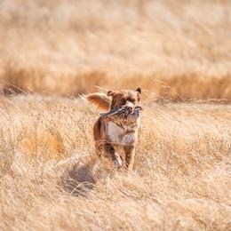 Nova Scotia Duck Tolling Retriever Puppies from Temperis Tollers
