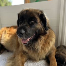 Mira - Leonberger