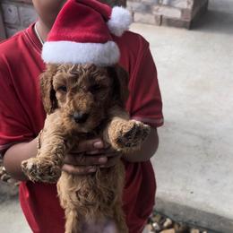 Sugar - Apricot female Goldendoodle puppy in Richmond, Texas from Harper’s Heartbeats