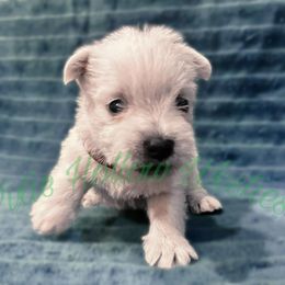 Burgundy - White male West Highland White Terrier puppy in Cleveland Tx, Texas from Pixie Hollow Westies