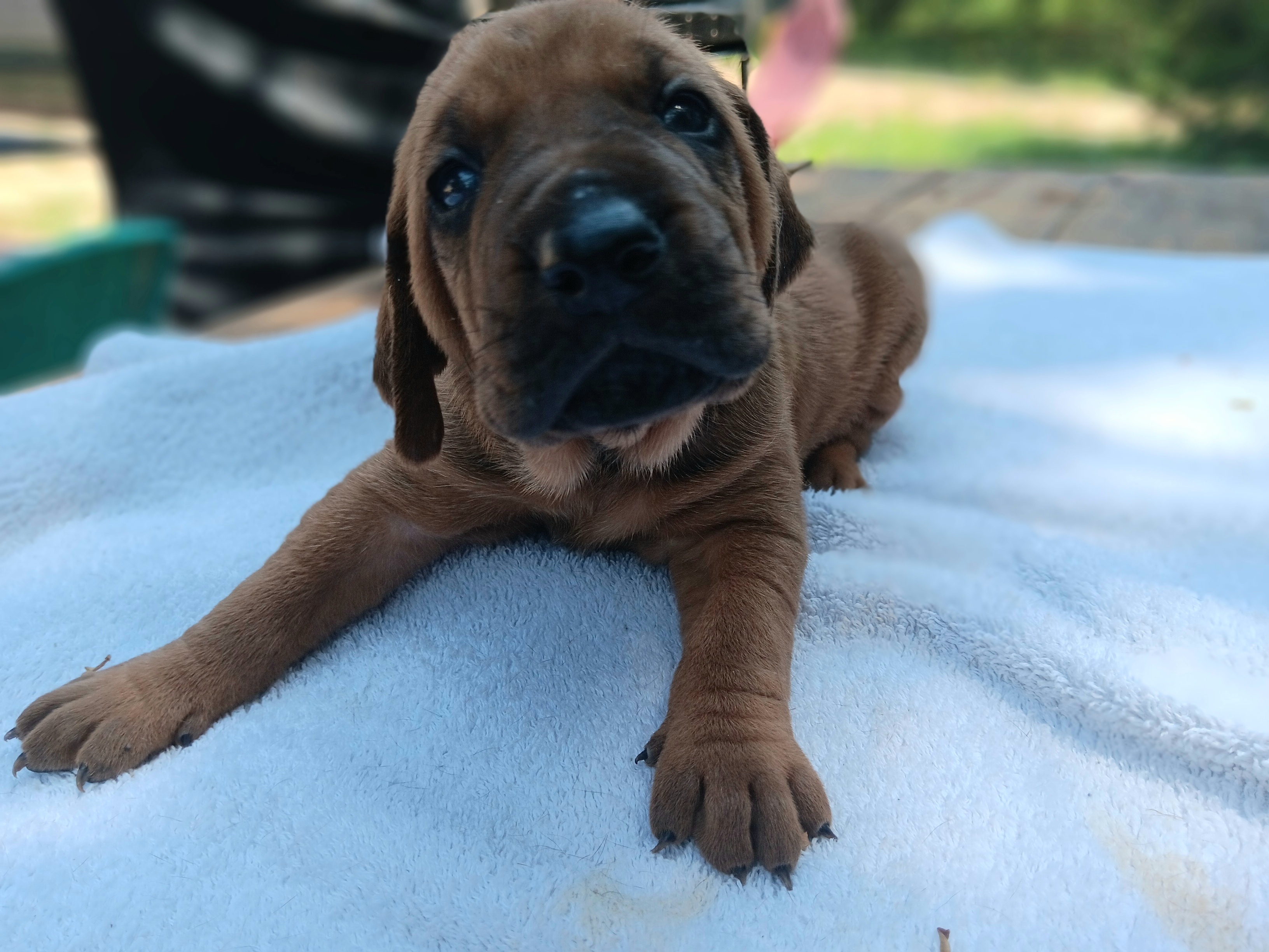 Bluetick Coonhound and Redbone Coonhound Puppies from Harmons Hounds