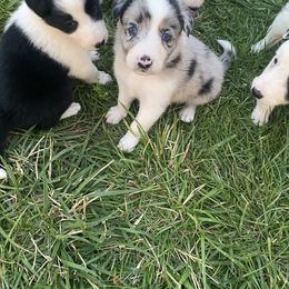 Jewel - Blue merle Border Collie puppy in Maryland from Higher Goals Border Collies