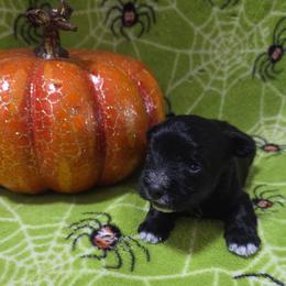 Ziti - Black female Miniature Schnauzer puppy in Allison, Iowa from Firefly Stables