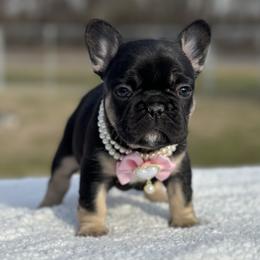 Cartier - Black and tan female French Bulldog puppy in Louisville, Kentucky from Fluffy Frenchie Cartel
