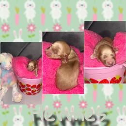 Hermes - Fawn (Isabella) male Dachshund puppy in Brazil, Indiana from King Duke Dachshunds