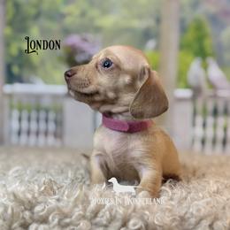 London Fog - Cream female Dachshund puppy in Rainier, Oregon from Doxies in Wonderland