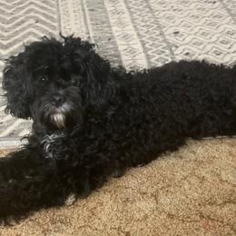 Willow - Cavapoo