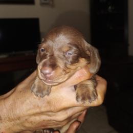 Ethel - Chocolate and tan female Dachshund puppy in Loxahatchee, Florida from Lazy Acres Farm & Long Back Ranch