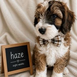 Haze - Brown merle male Aussiedoodle puppy in Eastland, Texas from H5 Mini Doodles