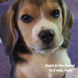 A Night in the Forest - Black tan and white male Beagle puppy in Cottonwood, Arizona from Bullock 's Beagles