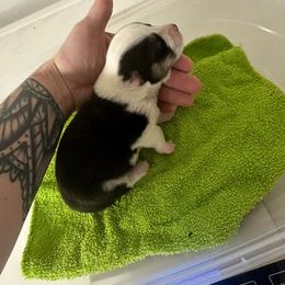 Shadow striker - Black and tan Pembroke Welsh Corgi puppy in Napoleon, North Dakota from Enok Corgis