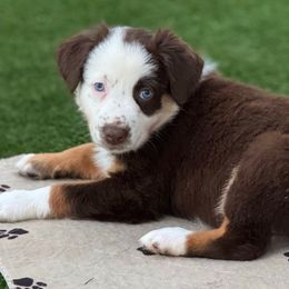Mickie - Red tri-color male Australian Shepherd puppy in Ramona, California from Blue Moon Aussies