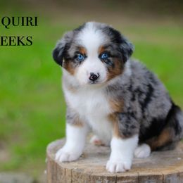 Daiquiri - Australian Shepherd puppy in Coldwater, Michigan from Northern Star Australian Shepherds