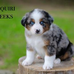 Daiquiri - Australian Shepherd puppy in Coldwater, Michigan from Northern Star Australian Shepherds