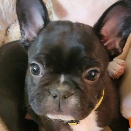 French Bulldogs from Luxe 45 Frenchies