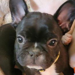 French Bulldogs from Luxe 45 Frenchies