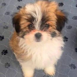 Plum Shiranian - Fawn female Companion Cross puppy in Avoca, Michigan from Repurposed Paradise Farm