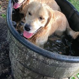 Golden Retrievers from AT Marvelous Kennels