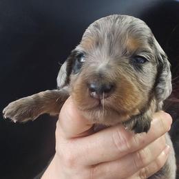 Tel'ec - Dapple female Dachshund puppy in Bigfork, Minnesota from Long Ears and Long Dogs Ranch