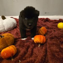 Boy 3 - Black male Siberian Husky puppy in Richlands, North Carolina from Velaris Huskies