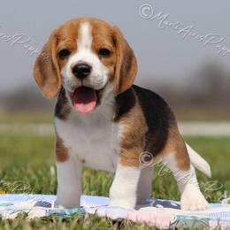AKC 'Junior' - Black tan and white male Beagle puppy in Lamar, Missouri from Marti Acres ~ Boston Terrier & Beagles