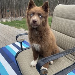 Dakota - Siberian Husky