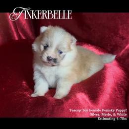 Tinkerbelle wolf silver merle teacup - Silver and white female Pomsky puppy in Perkins, Oklahoma from A-Dream Pomsky Kennel