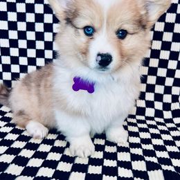 American Corgi and Pembroke Welsh Corgi Puppies from Witch Creek Corgis