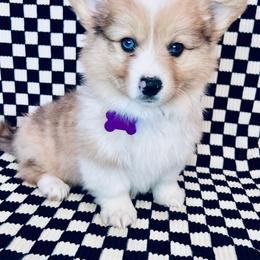 American Corgi and Pembroke Welsh Corgi Puppies from Witch Creek Corgis