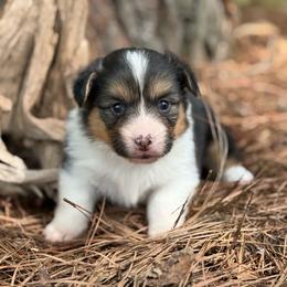 FULL FLUFF TC - Black and tan female Pembroke Welsh Corgi puppy in Nashville, Arkansas from Whisenhunt Farms