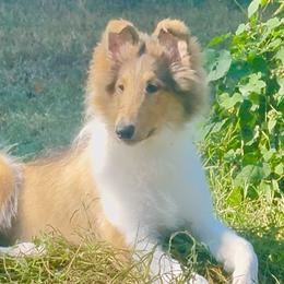 Collies and Scottish Collies from Franklin Farm Collies