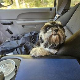 Kylo - Shihpoo