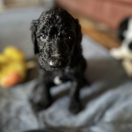 Bernedoodle and Double Doodle Puppies from ETX Dandy Doodle
