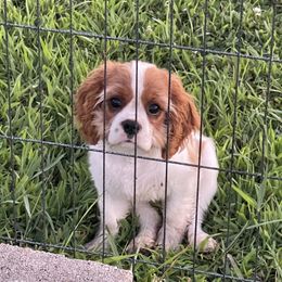 Casanova - Blenheim male Cavalier King Charles Spaniel puppy in Eau Claire, Wisconsin from Regal Cavaliers