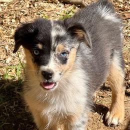 Rune - Blue merle male Miniature Australian Shepherd puppy in Patterson, North Carolina from DreamLine Aussies