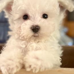 Teddy - White male Maltipoo puppy in Wendell, North Carolina from Teddys Teddy Bears